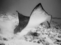   Ive learned lay quietly sand gently dig when encountering Eagle Rays. Some come start digging tasty morsels right next me. This one feet wingtip wingtip. Oahu Hawaii. Rays me Hawaii  